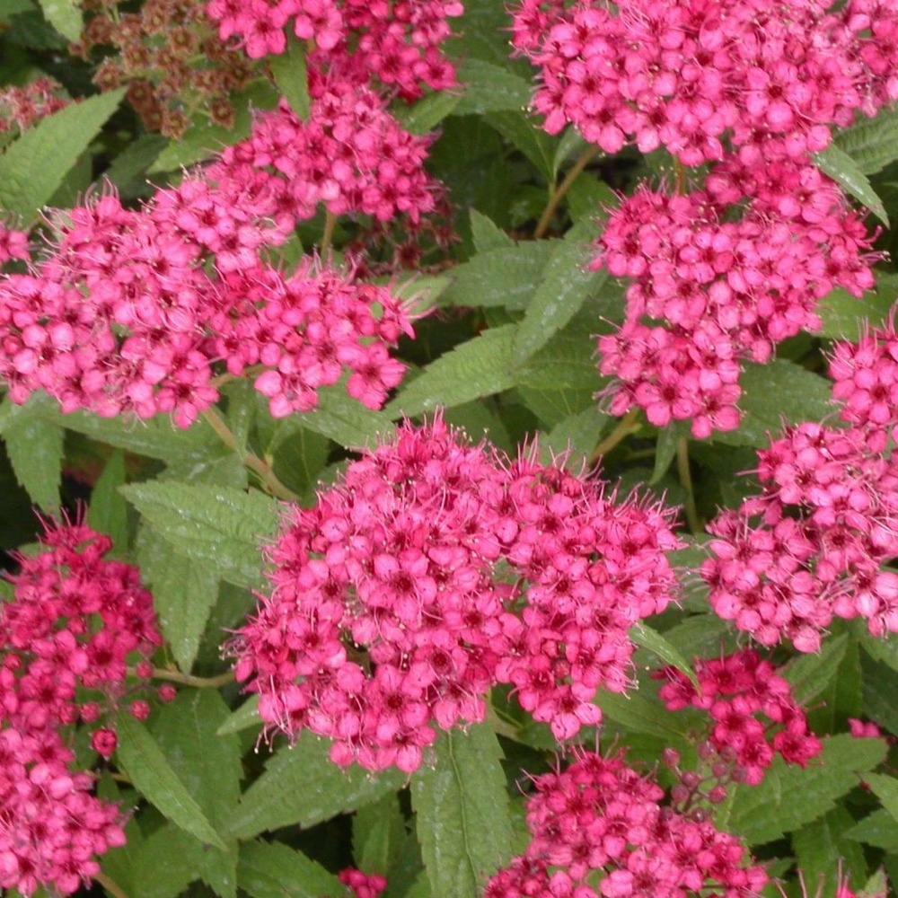 Spiraea Japonica Anthony Waterer Conseils Et Entretien