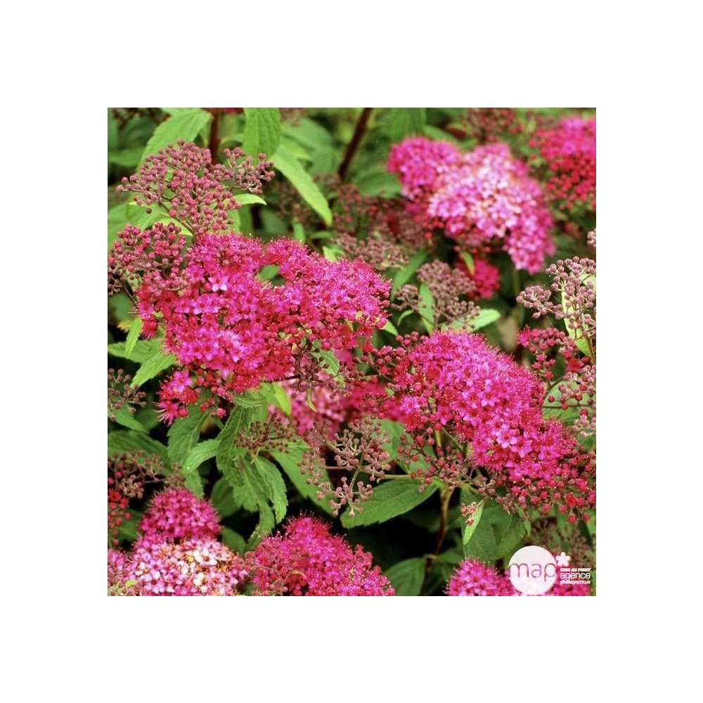 Spiraea Japonica Anthony Waterer Conseils Et Entretien