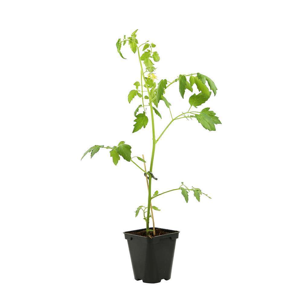 Plant De Tomate Cerise Bio Pour Un Jardin Durable