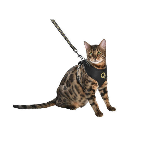 Kit Champagne Harnais T Shirt Et Laisse Pour Grand Chat Noir Truffaut