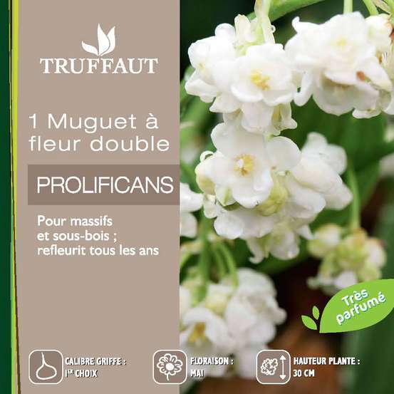 Griffes De Muguet A Fleurs Doubles Prolificans Truffaut