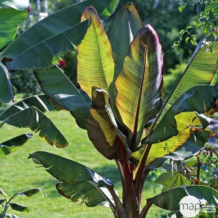 Bananier H 50 70 Cm Pot Truffaut