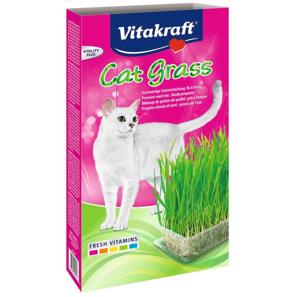 Herbe A Chat Cat Gras Truffaut