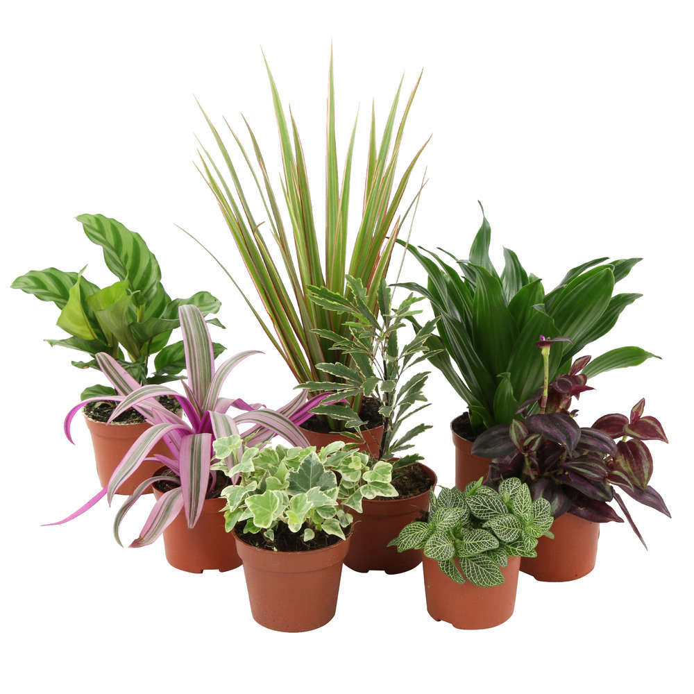 Plantes Vertes Pot D 8cm Varietes Variables Truffaut