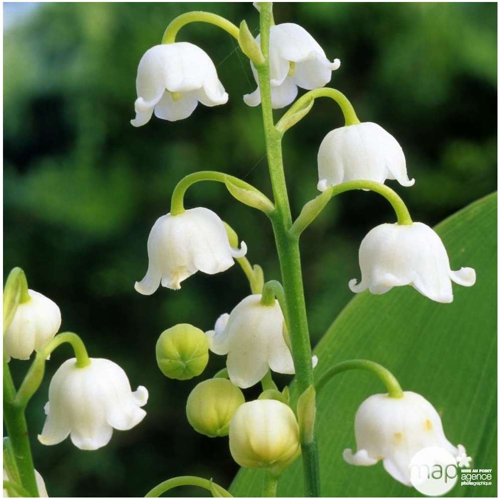 Muguet Pot De 3 Brins Truffaut