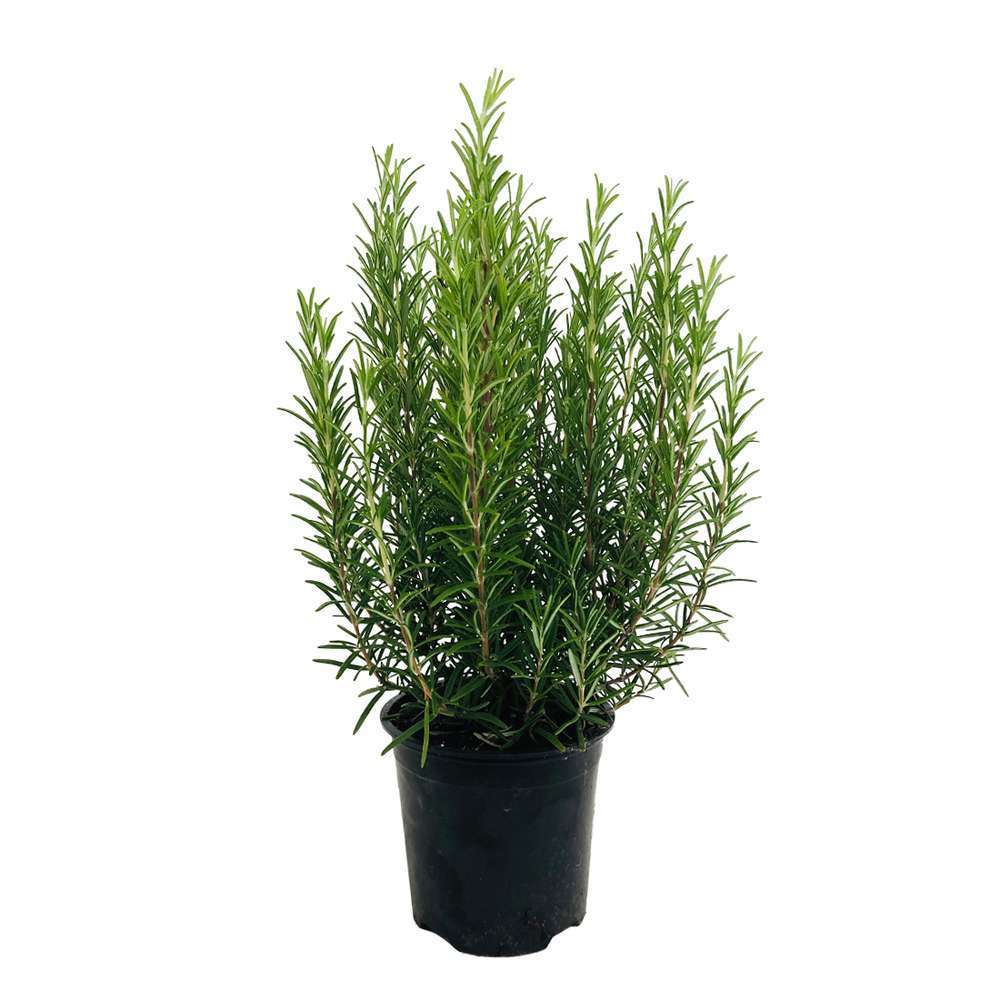 Plant De Romarin Pot De 1 Litre Truffaut