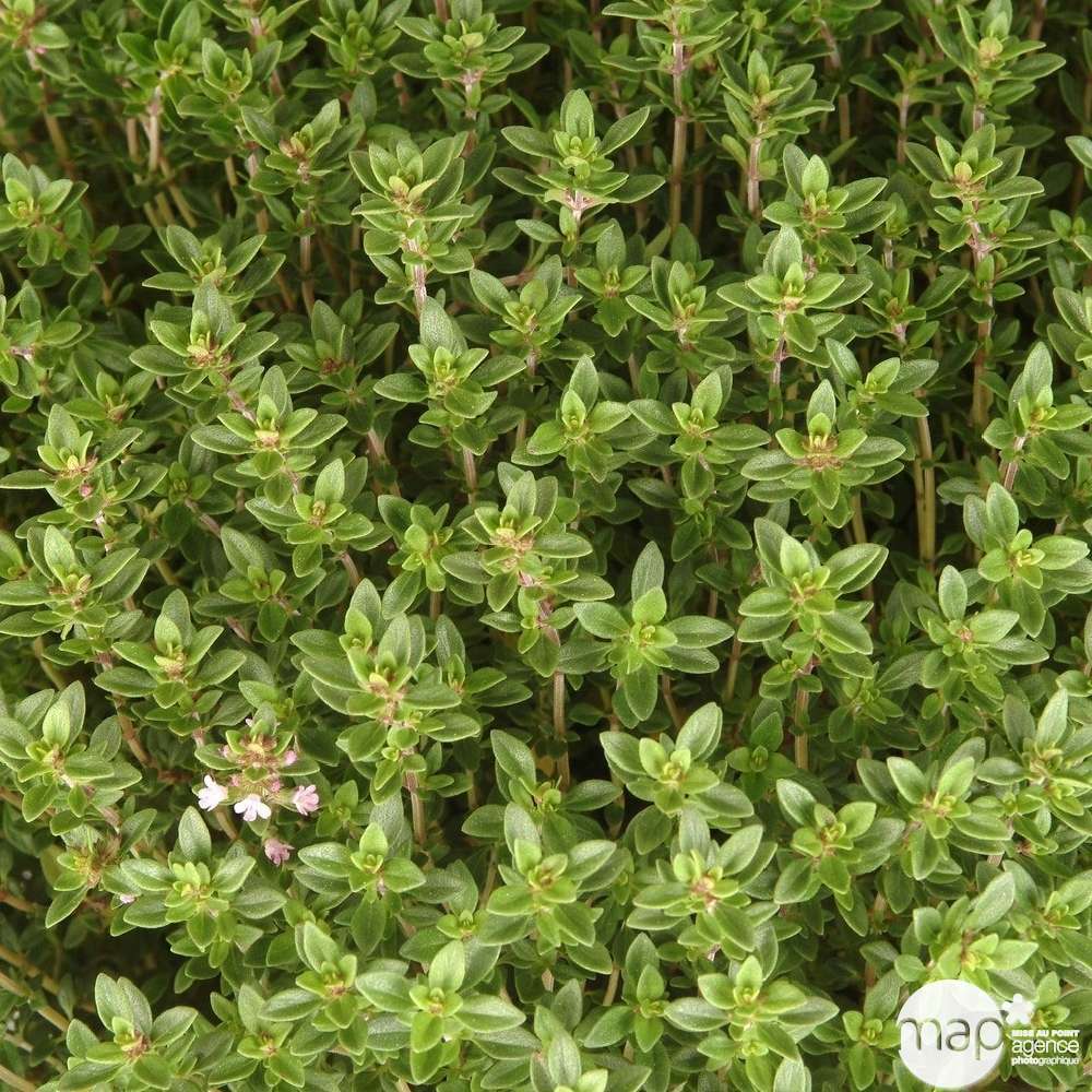 Plant De Thym Citron Pot De 1 Litre Truffaut