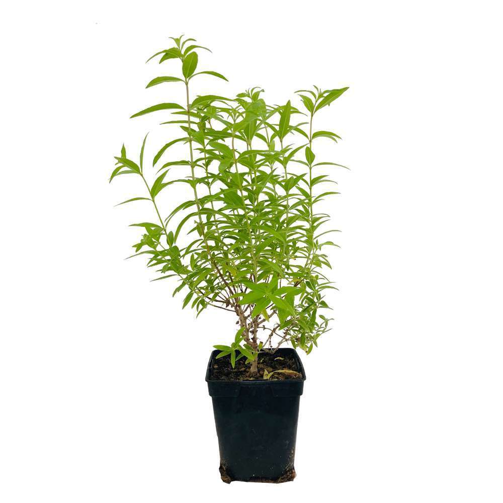 Plant De Verveine Citronnelle Pot De 1 Litre Truffaut