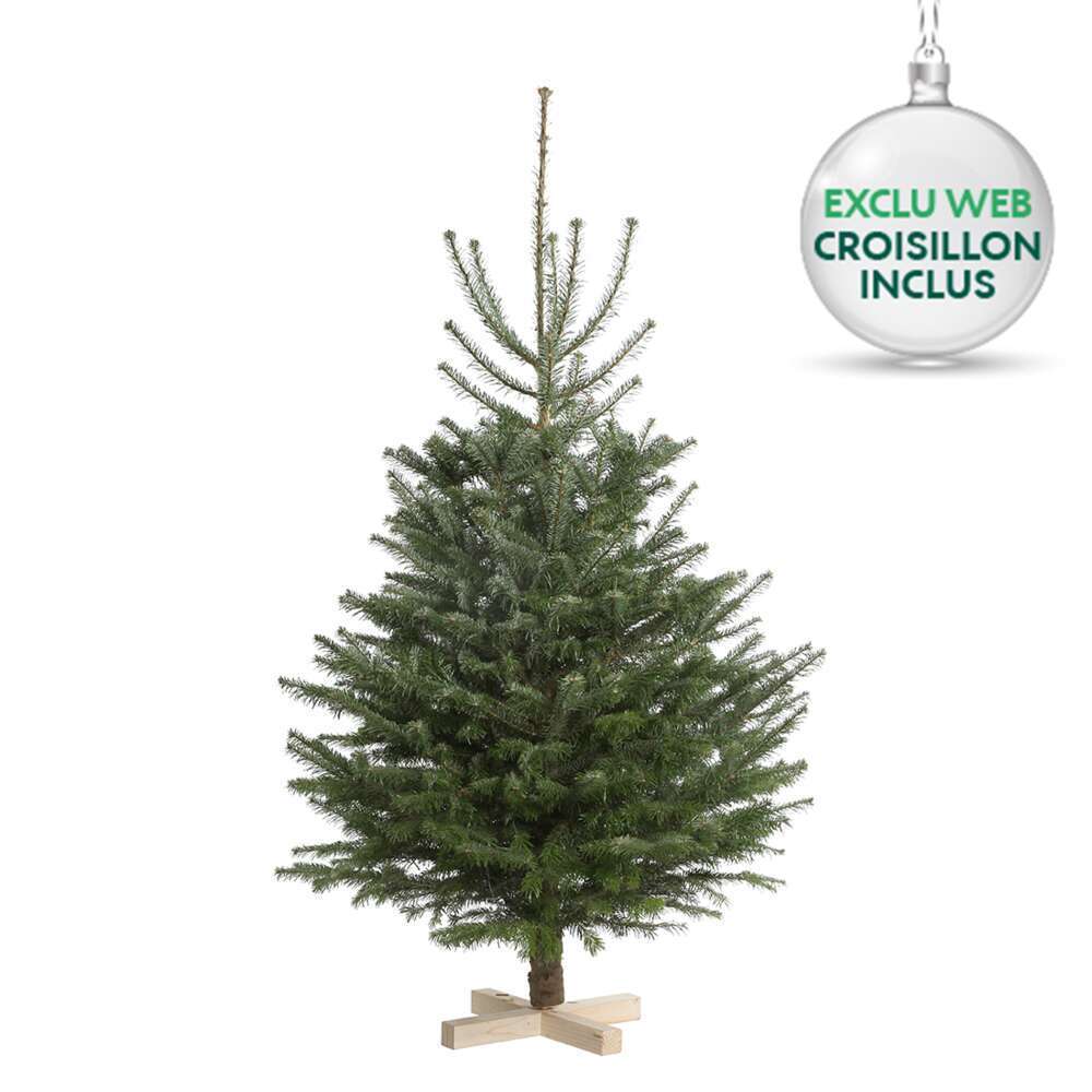 Sapin De Noel Naturel Abies Nordmann 100 125 Cm Coupe Truffaut