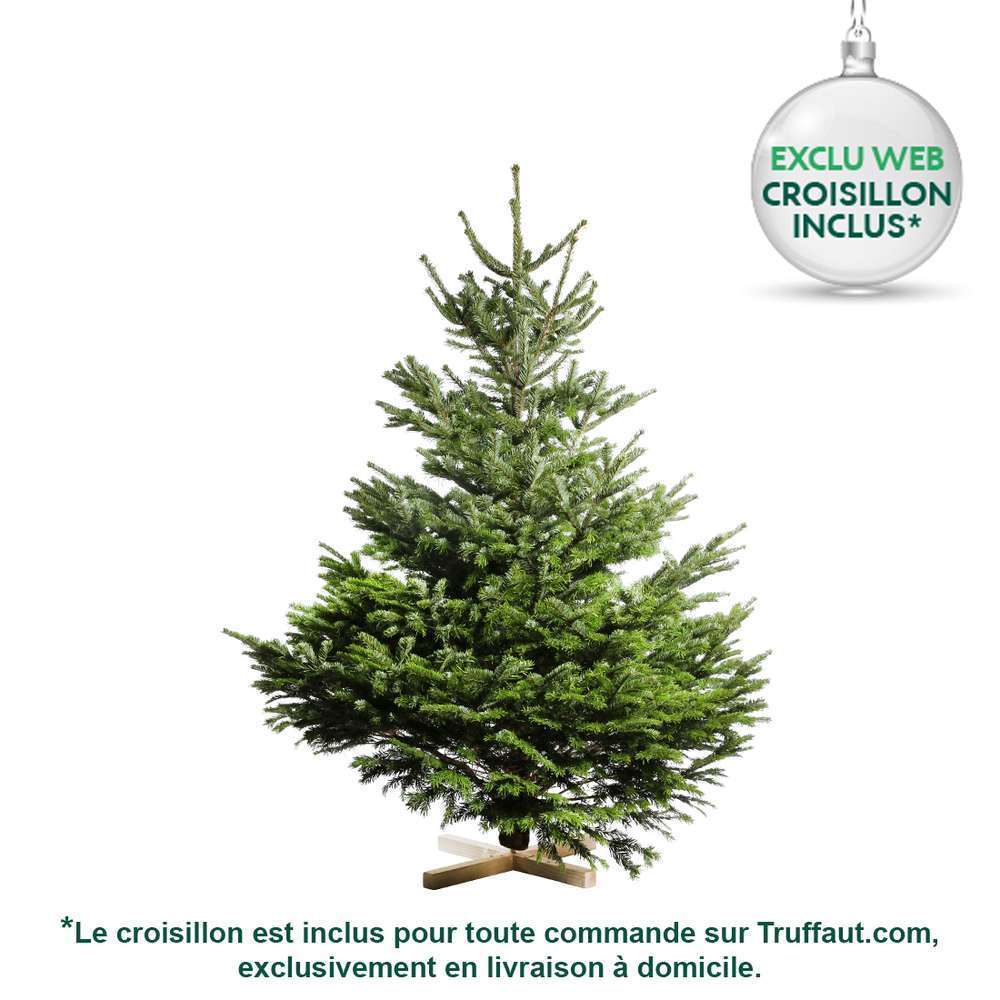 Le Prix du Sapin de Noël Truffaut 2024 : Un Événement Marquant pour les Amoureux des Arbres