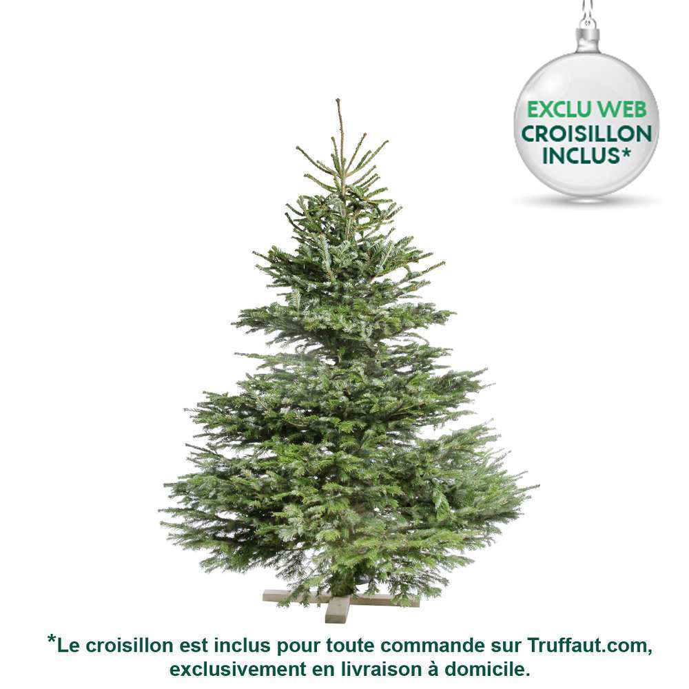 Sapin de Noël Nordmann naturel Truffaut