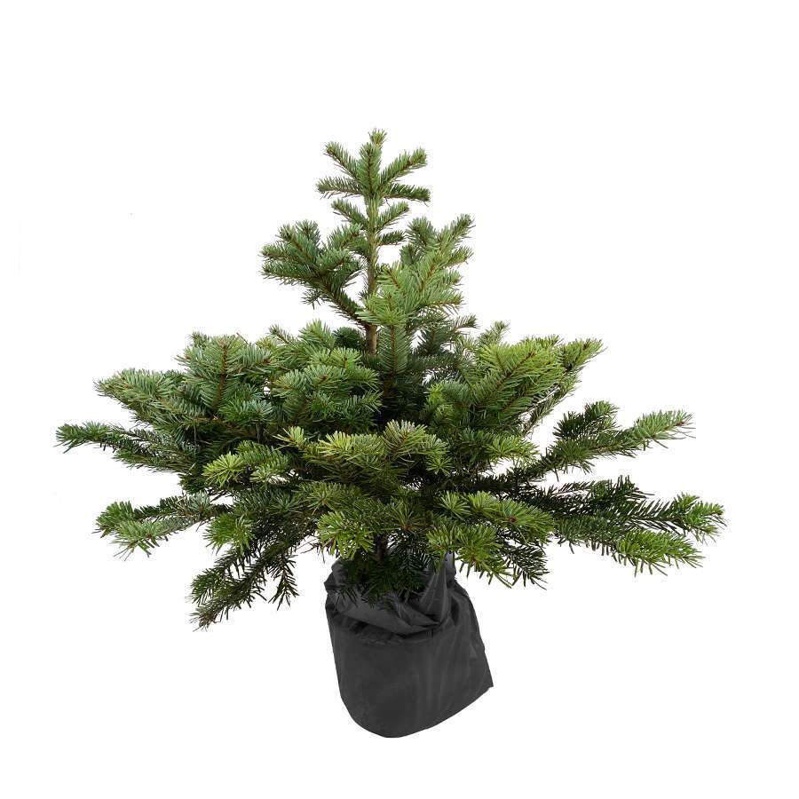 Sapin de Noël : Nordmann naturel  Truffaut