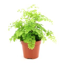 adiantum-capillaire-plante-12cm-pot-truffaut