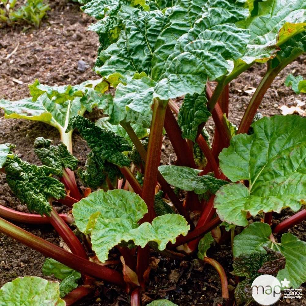 Plant De Rhubarbe Pot De 3 Litres Truffaut