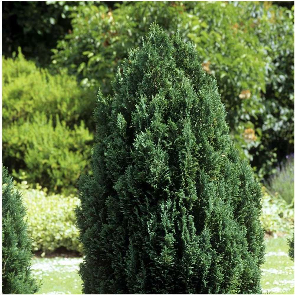 Chamaecyparis Lawsoniana Ellwoodii 90 100 Cm Pot 10l Truffaut Chamaecyparis Lawsoniana Ellwoodii 90