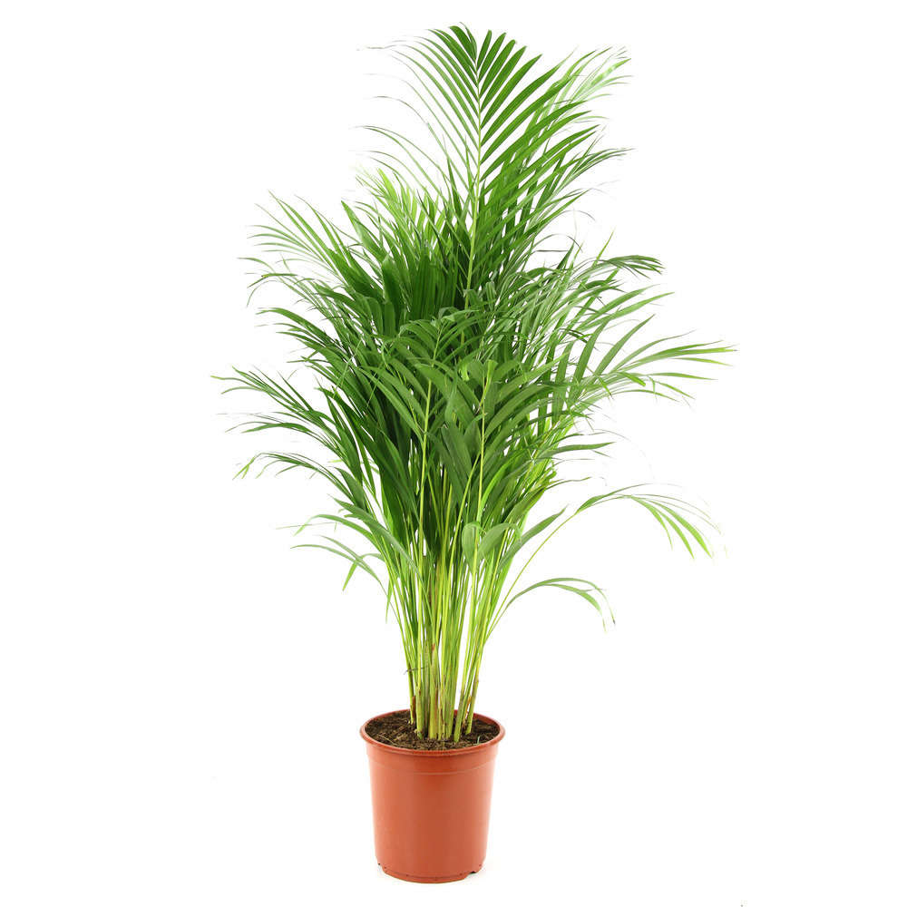 Areca H 1 130cm Truffaut