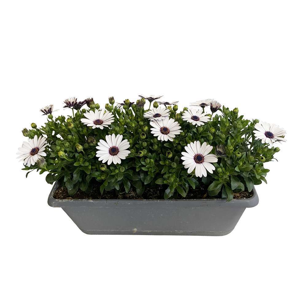 Osteospermum Fleuri Jardiniere De 50 Cm Truffaut