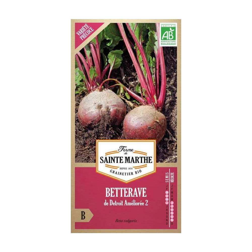 BETTERAVE de Détroit améliorée 150 graines Beta vulgaris