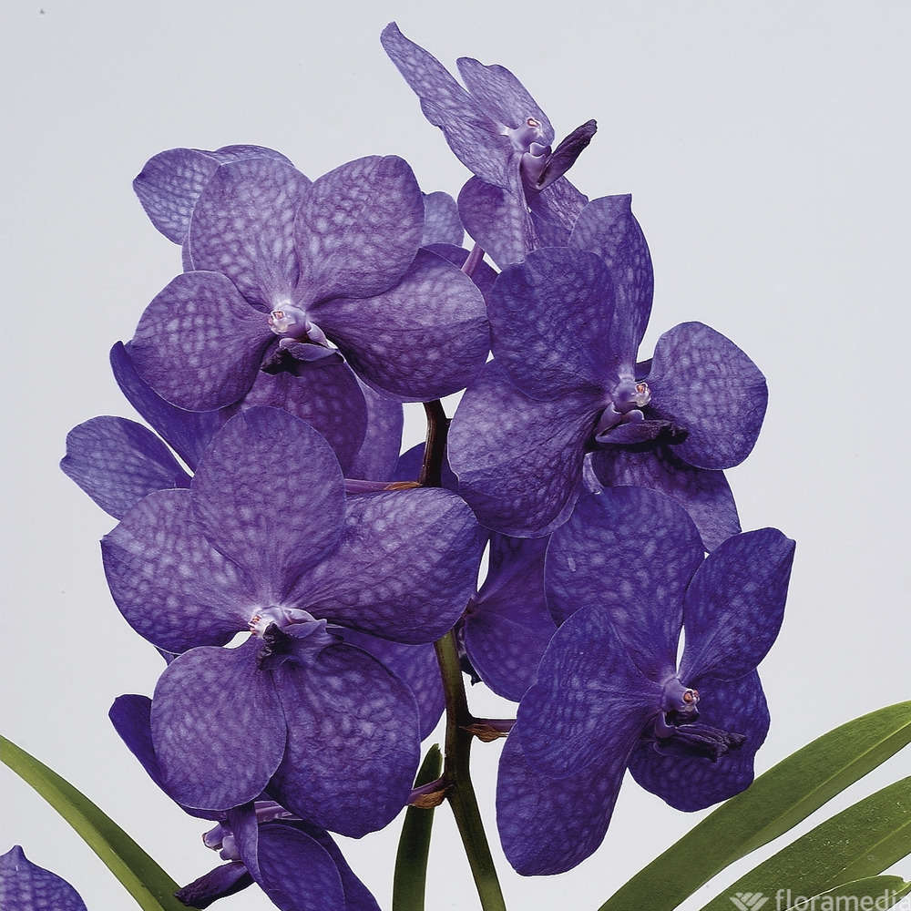 Orchidée Vanda culture et entretien Truffaut