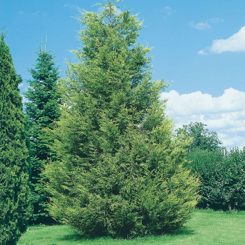 Chamaecyparis Lawsoniana Ii Hauteur 80 100 Cm Pot 10l Chamaecyparis Lawsoniana Ii