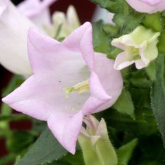 Graines De Campanule - Taille Moyenne (Mg), Pour Environ 200 Plantes