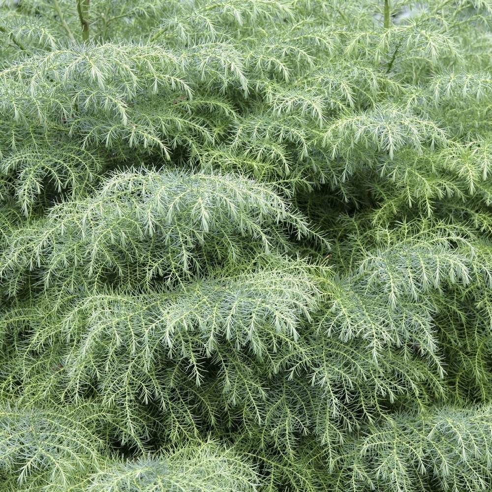 Cryptomeria Onica Elegans H 60 80cm Pot 7l Truffaut Cryptomeria Onica Elegans H 60