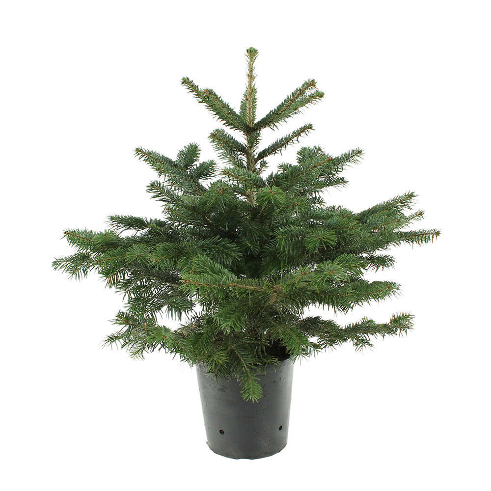 Sapin de Noël : Nordmann naturel  Truffaut