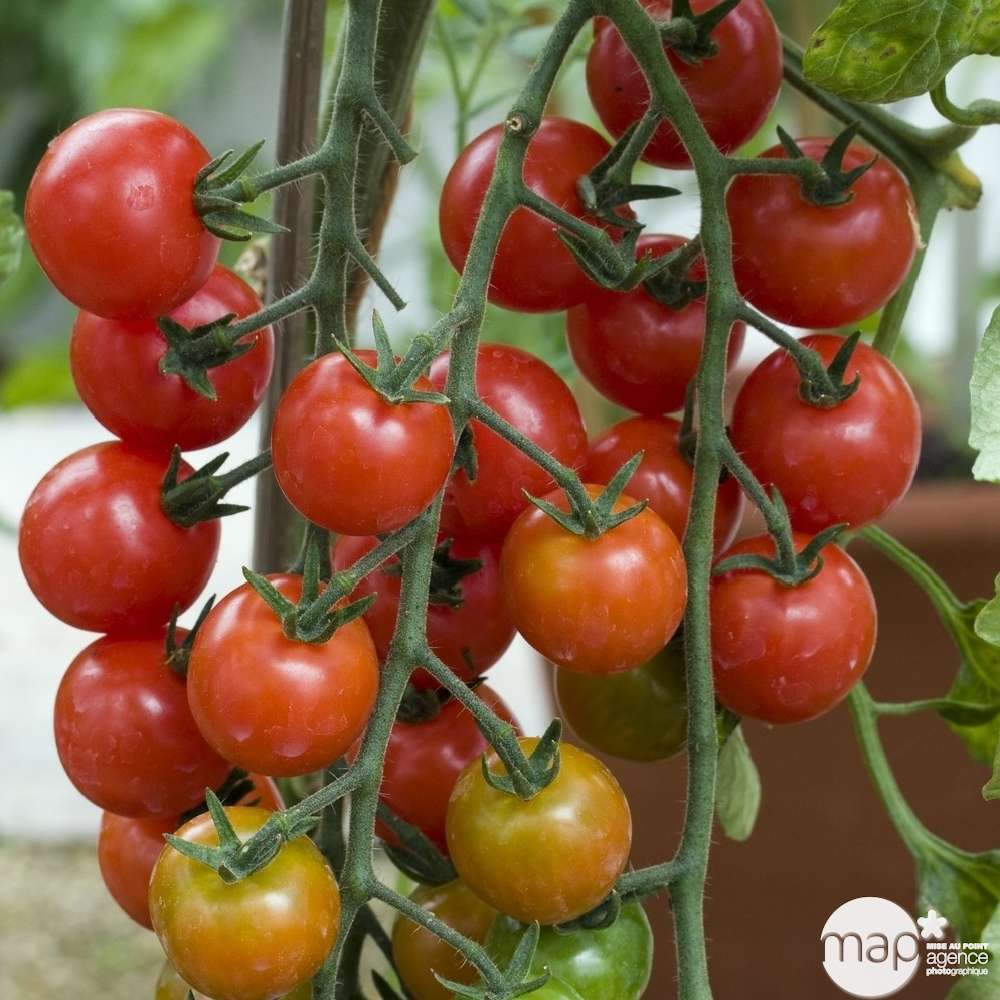 Plant De Tomate Sweet Baby Pot De 0 5 Litre Truffaut