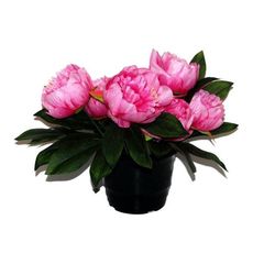Fleur Artificielle Pivoine Rose Extra Large - Tête Ouverte, Décoration Intérieure Réaliste