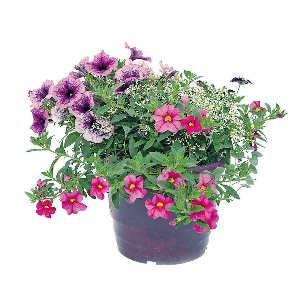 Truffaut Plantes Exterieur