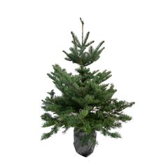 Mini Sapin De Noël Naturel Nobilis 60 Cm - Branches Fraîches Sur Tronc Bois, Parfum Forestier | Décoration Table, Rebord Fenêtre