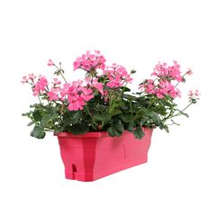 Sitemapcdatahttpsvo1kedriinfocombien De Geranium Dans Une Jardiniere De 50 Cm