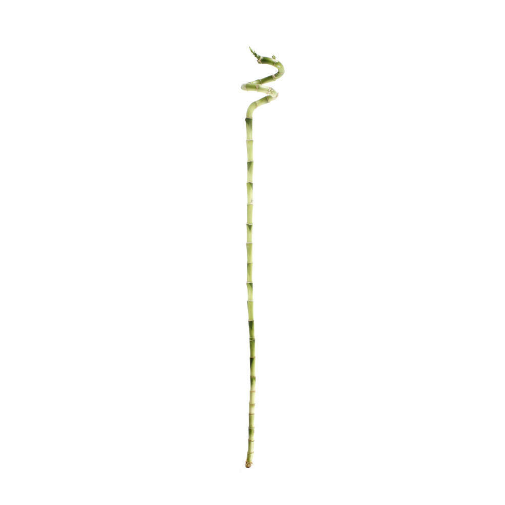  Lucky  bambou  canne chinoise spiral e de 90 cm sans tube 