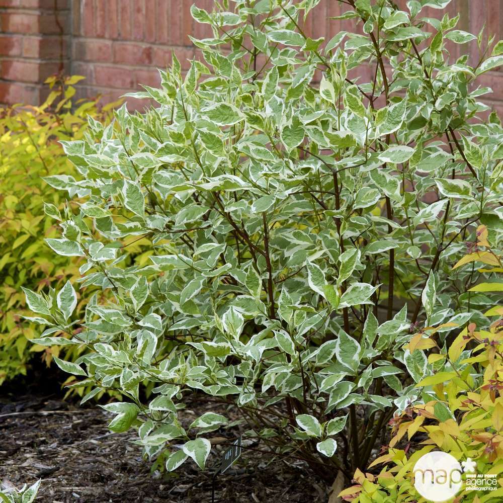 Cornus alba 20 graines