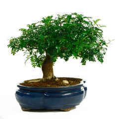 Bonsaï Avec Pot En Céramique - Ligustrum, Ficus, Carmona, Podocarpus Ou Orme Chinois - Âge 6-9 Ans - Hauteur 35-40 Cm