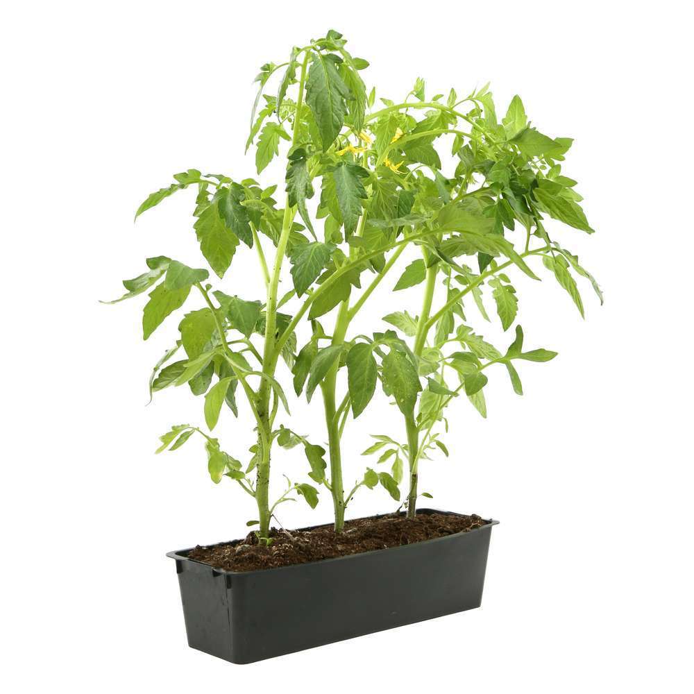 Plants De Tomates Ancienne Barquette De 3 Plants Truffaut