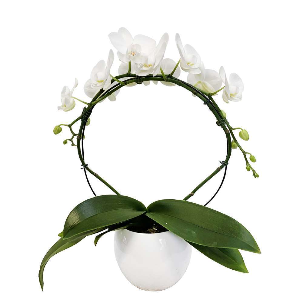 Orchidee Phalaeonopsis En Arceau 2 Tiges Pot D 12 Cm Truffaut
