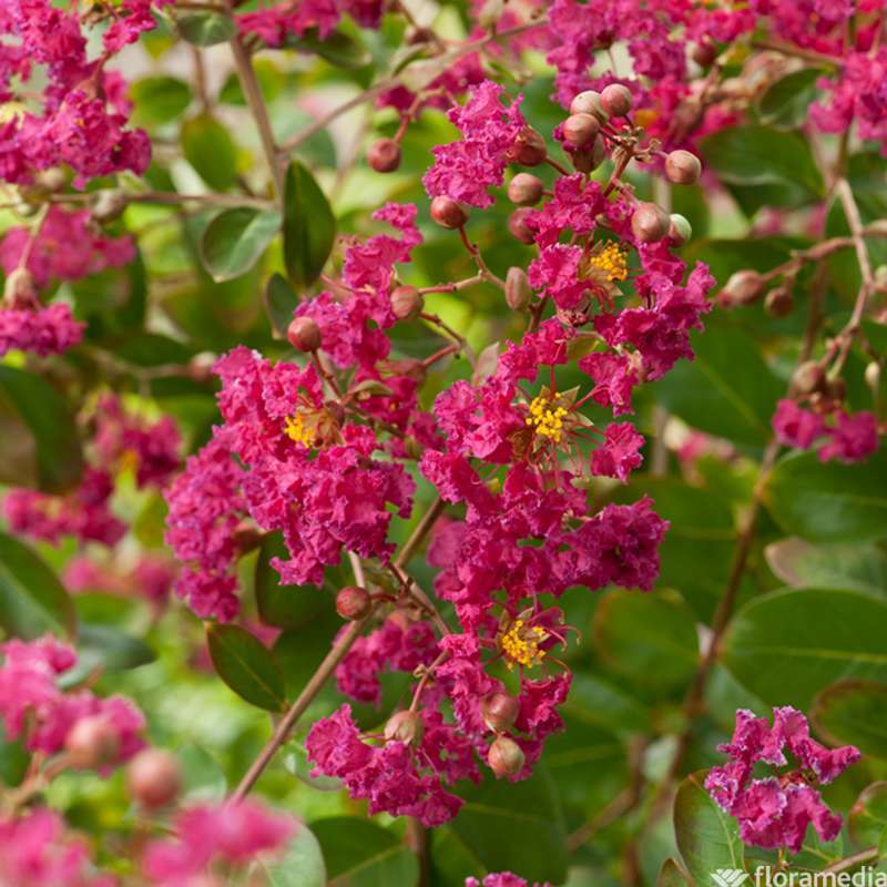 Lilas Des Indes Sur Tige 1m Prix