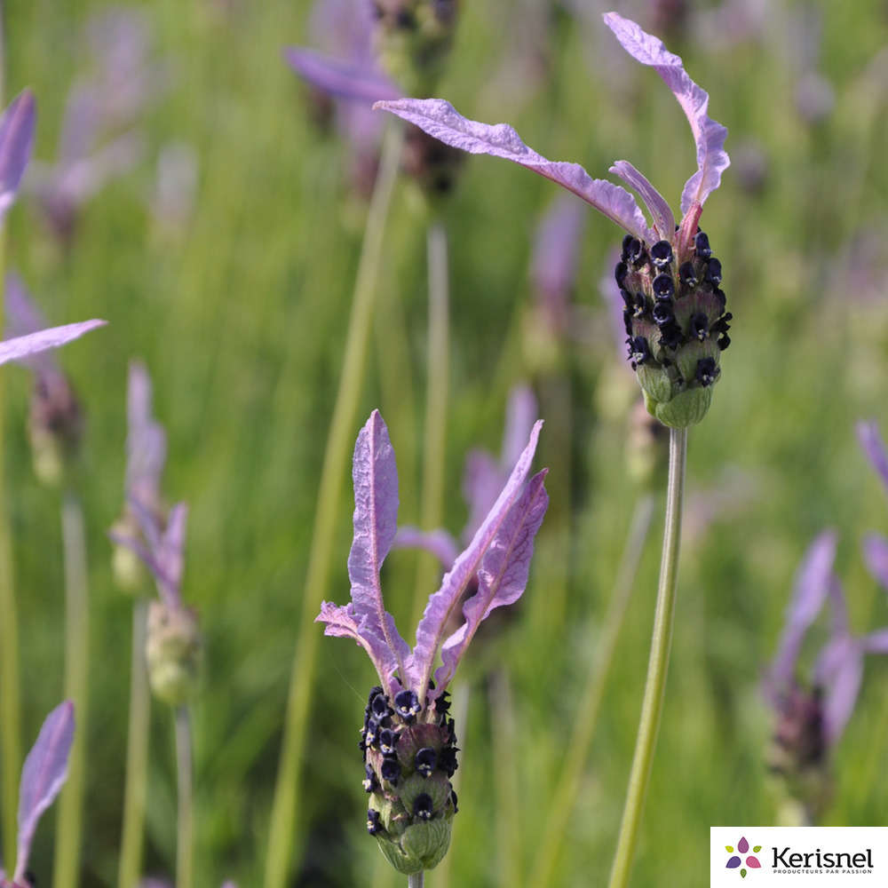 Vivace Fleur Lavande Stoechas Lavendula stoechas 110 Graines