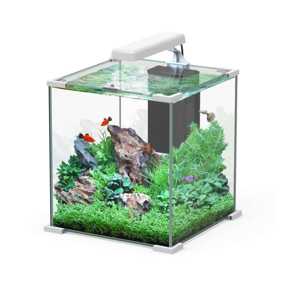Nano aquarium Poissons Truffaut