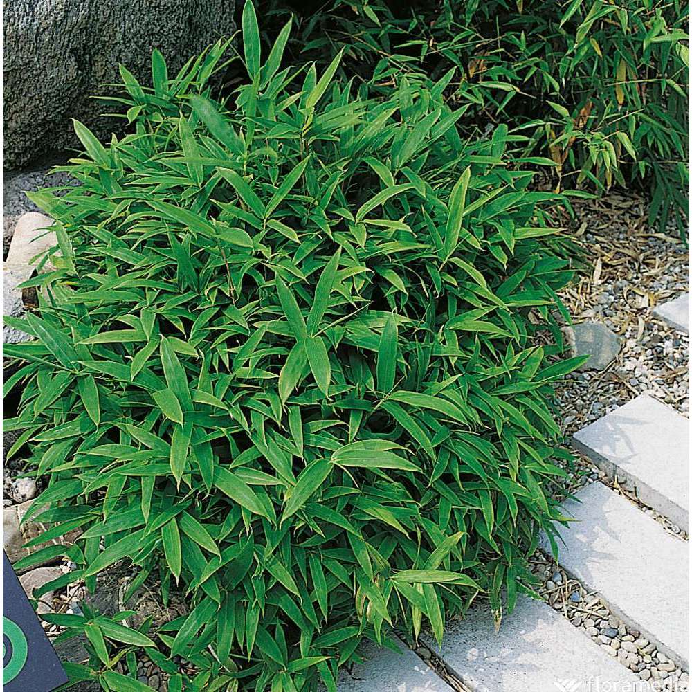 Pleioblastus pumilus