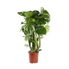 philodendron-monstera-tuteur-mousse-truffaut