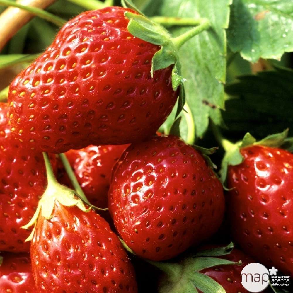 Plant de fraisier 'Mara des Bois' bio en racines nues Truffaut — free download