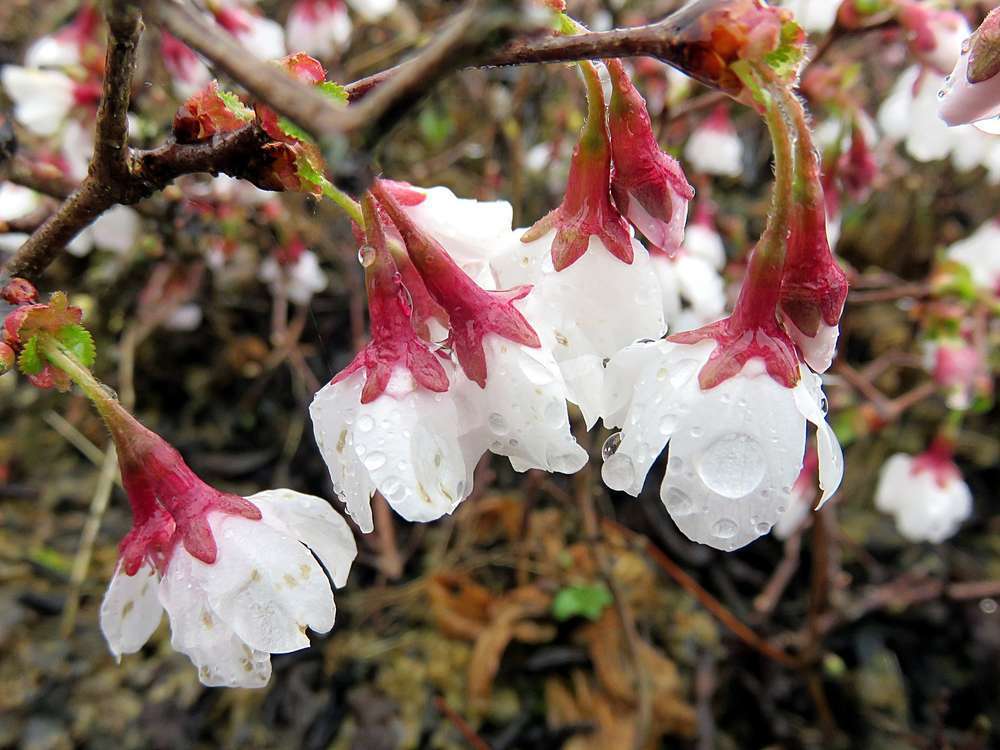 Cerisier Du Japon Nain Kojo No Mai