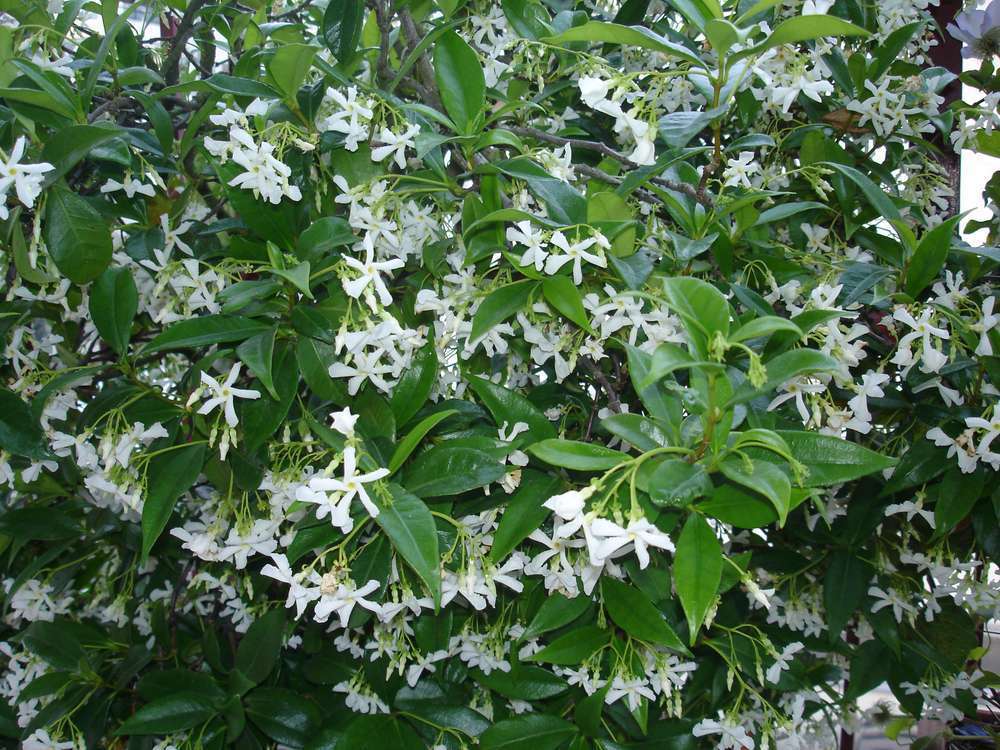 Jasmin étoilé jasminoïdes C 8,3 litres 