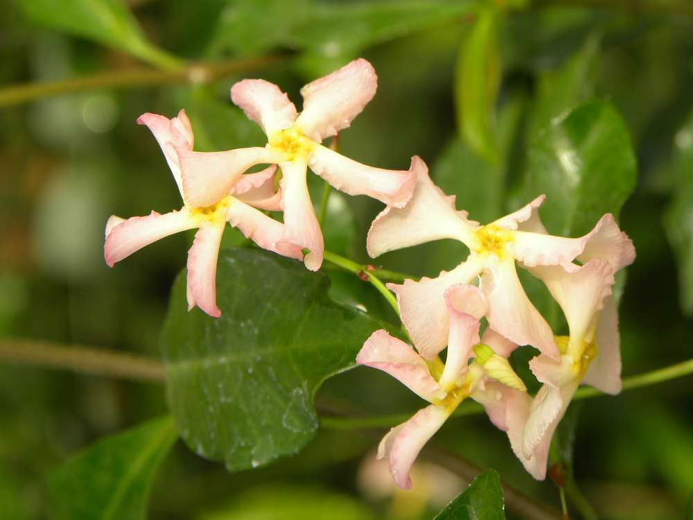 jasmin étoilé persistant