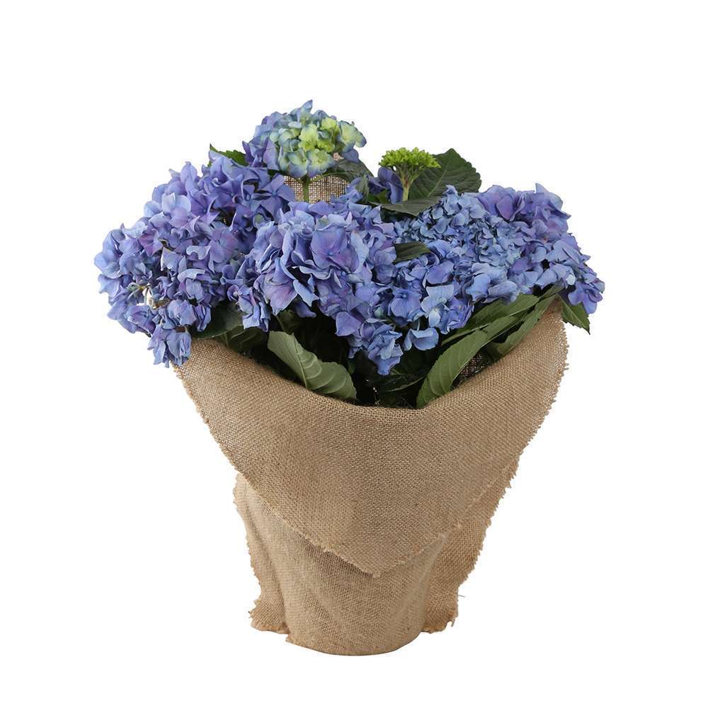 Hortensia En Pot Hortensias D Interieur Truffaut