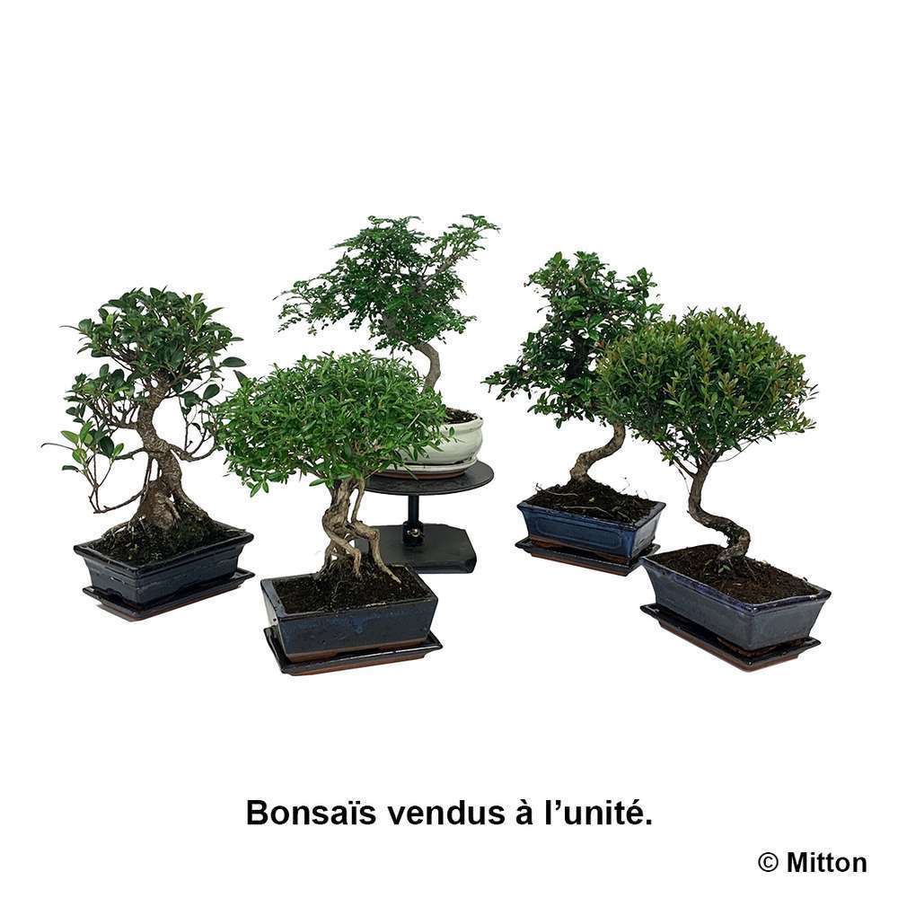 Mix Bonsai 6 8ans Avec Soucoupe Truffaut