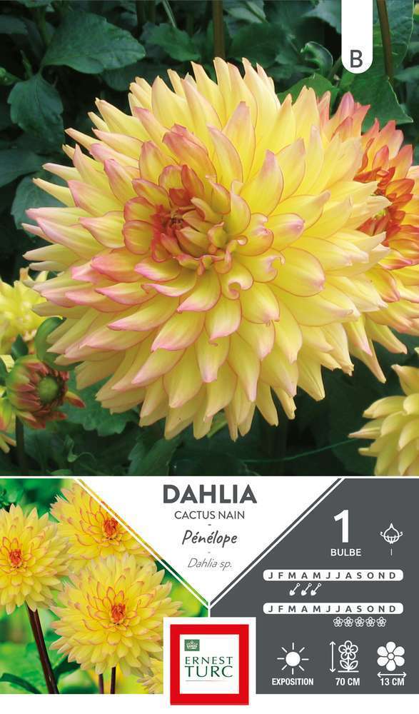 Dahlia Cactus Nain Penelope I X1 Truffaut