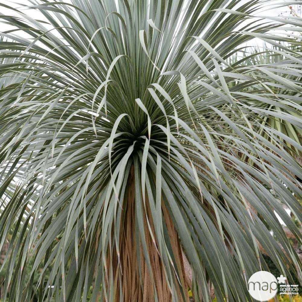 Variétés De Yucca Exterieur